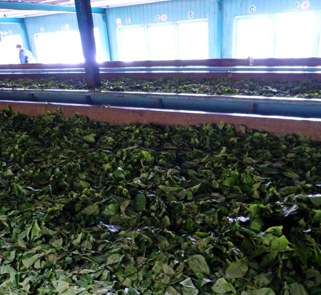 glenloch_tea_drying