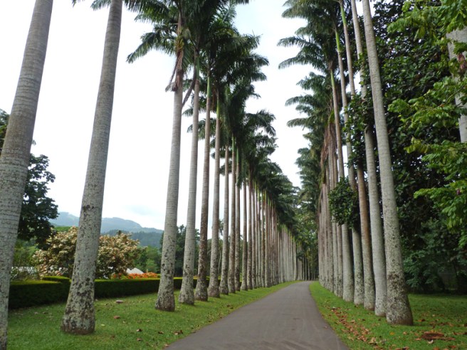 kandy_palm_avenue