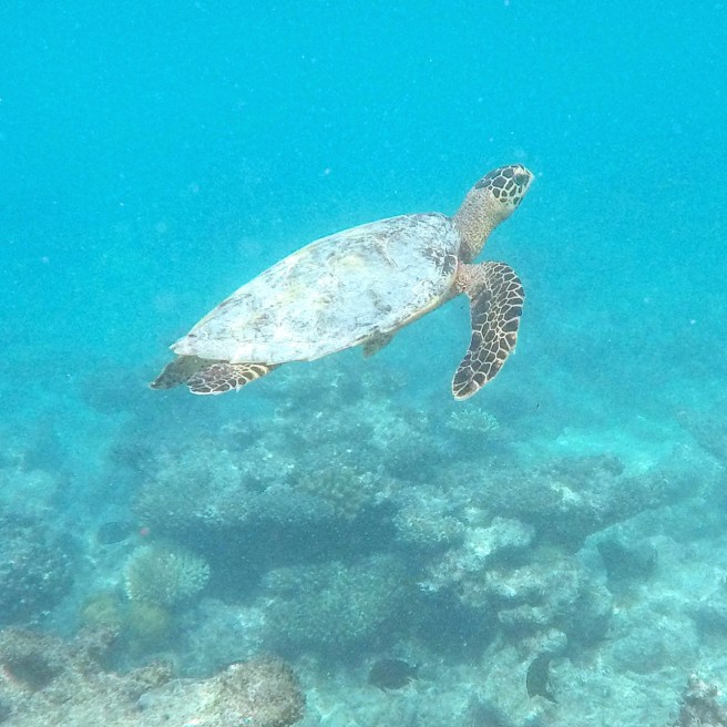 DCIM100GOPROGOPR0151.