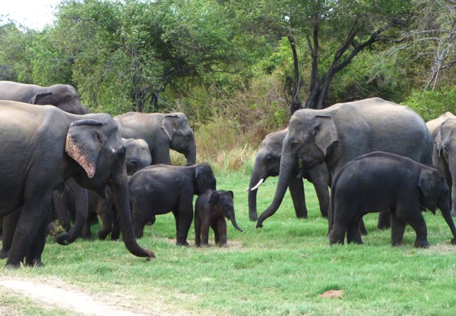 minneriya_elephants_2