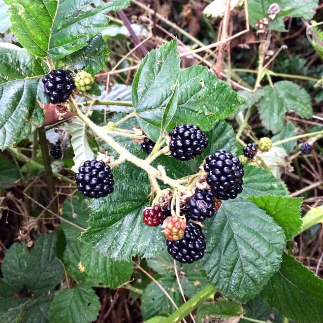 blackberries