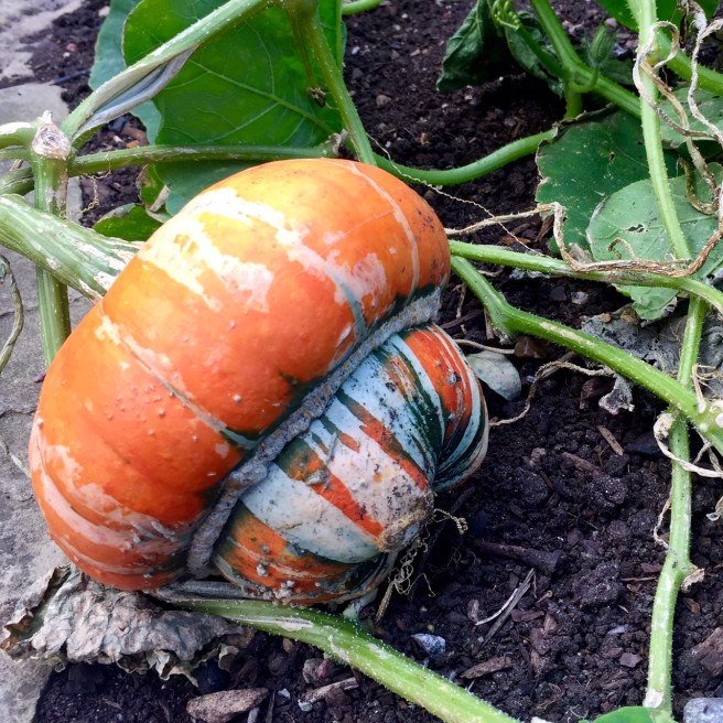 pumpkin_squash_2