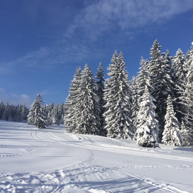 skiing_garmisch_trees