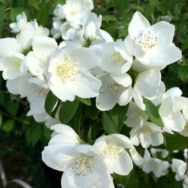 okayama_korakuen_garden_2
