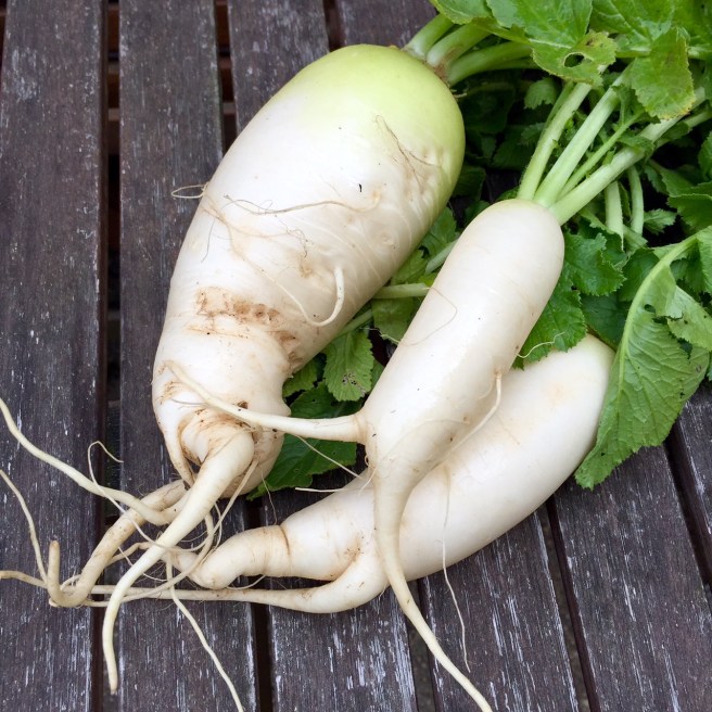 daikon_radish_namayasai