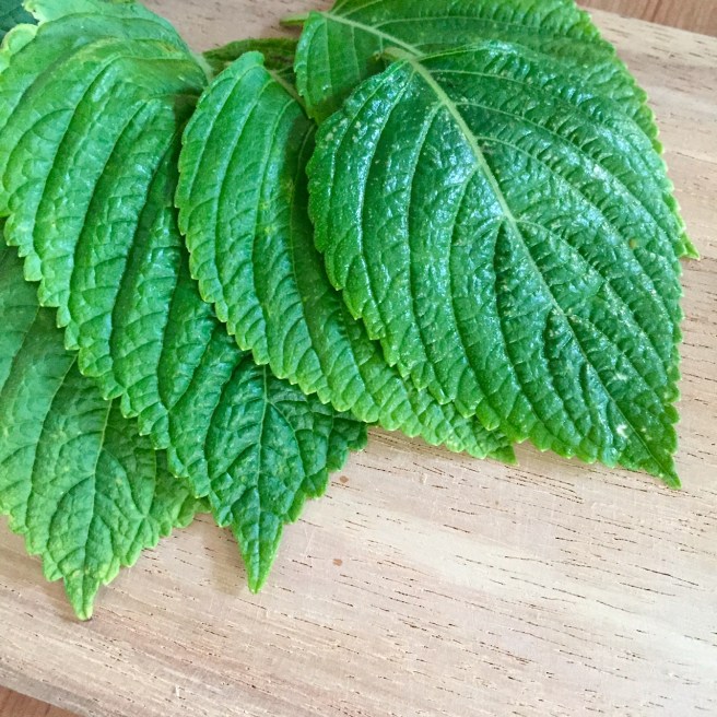 egoma_leaves_namayasai