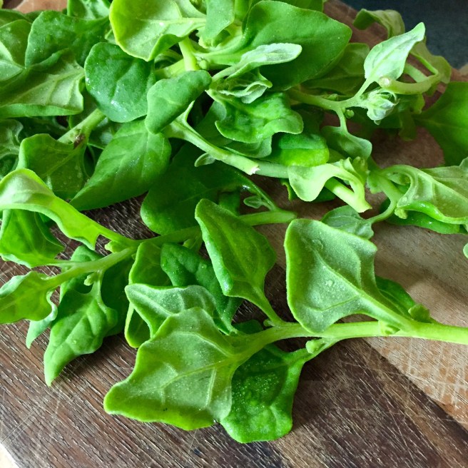 tsuruna_new_zealand_spinach_namayasai