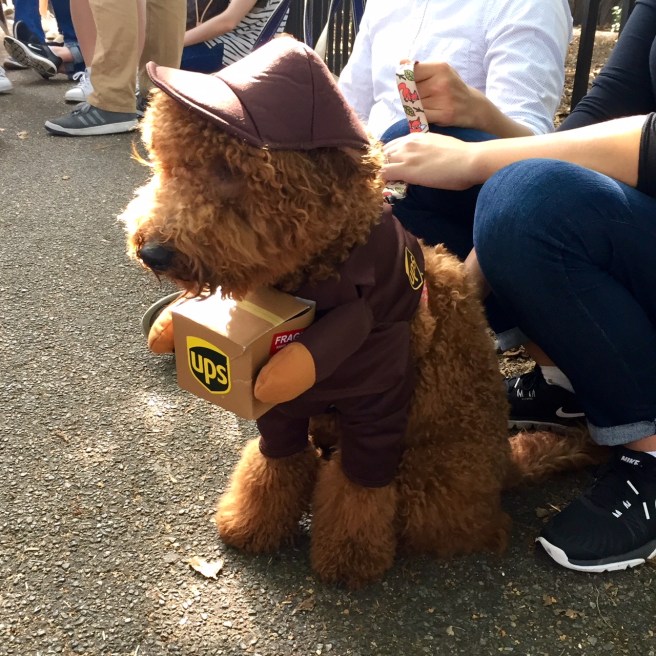 NYC_halloween_doggy_parade_2
